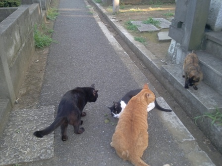 マタタビ試す_c0160822_23362514.jpg