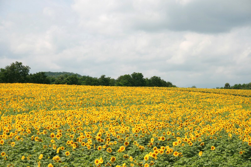 北竜町ひまわりの里２０１２_b0093135_20183314.jpg