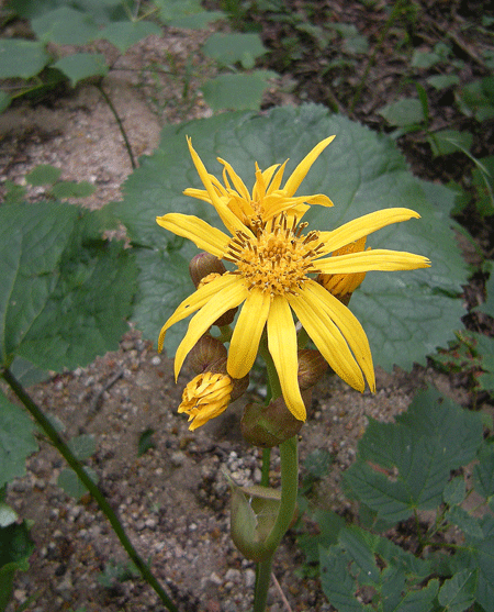 a0001354_1515513.gif
