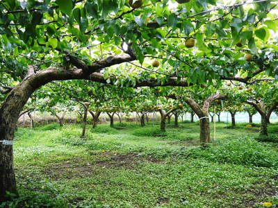 熊本梨 本藤果樹園 樹上完熟熊本梨_a0254656_1557481.jpg