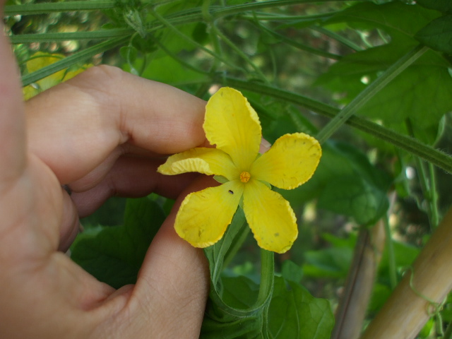 ツルレイシの花 城山通信