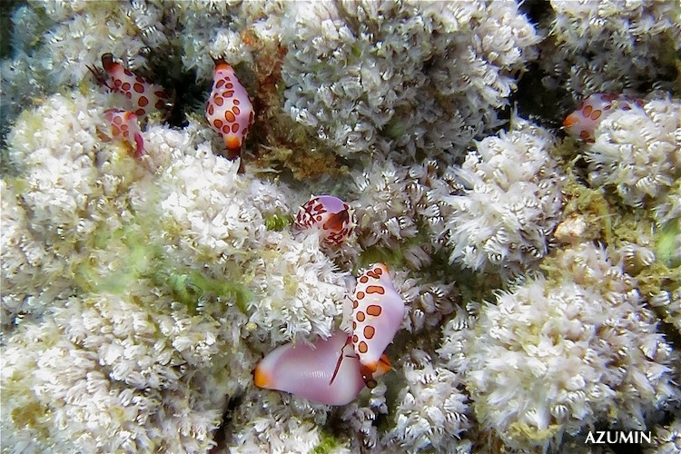 e0158261_2004823.jpg