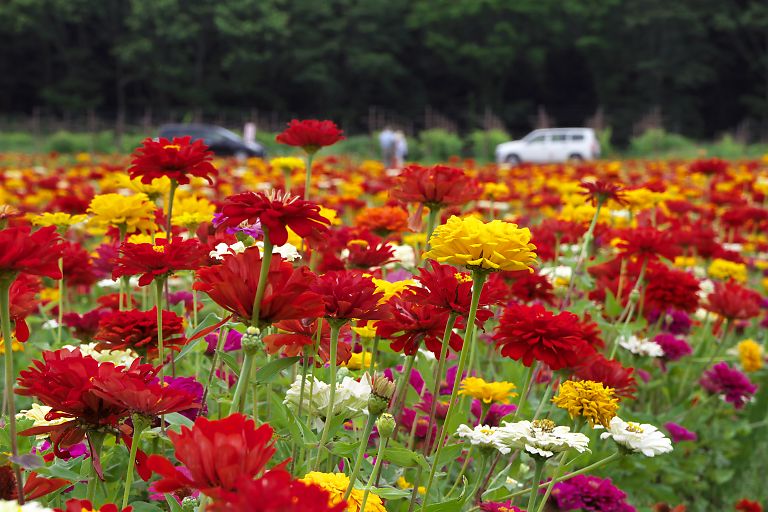 山中湖　花の都公園(８月８日）_c0057265_3234982.jpg