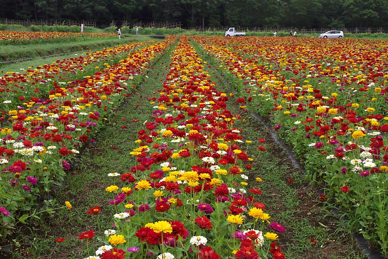 山中湖　花の都公園(８月８日）_c0057265_324332.jpg