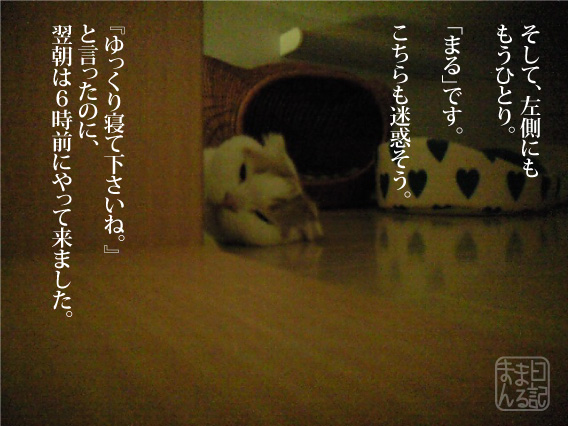 すっかり猫部屋です_f0079967_10122217.jpg