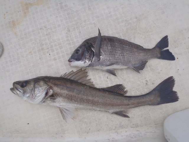 12日の釣果_a0077071_104589.jpg