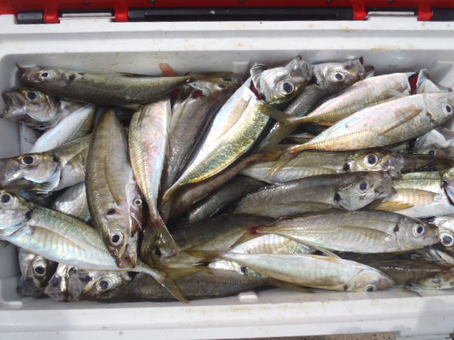 12日の釣果_a0077071_10502412.jpg