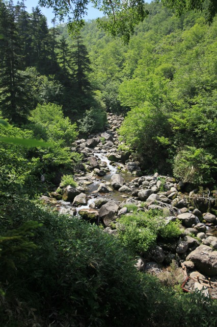 とてもゆっくり立山縦走記　その３　雷鳥沢～弥陀ヶ原_c0196076_9514573.jpg