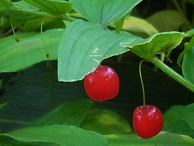 f0083977_1172243.jpg