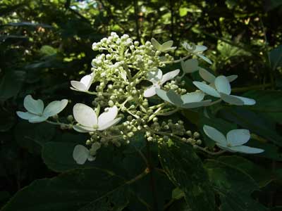 f0083977_1174430.jpg