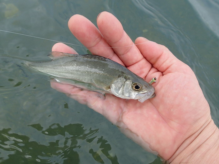 浜名湖、ボイル祭り開催中。。。。_c0197578_21312596.jpg