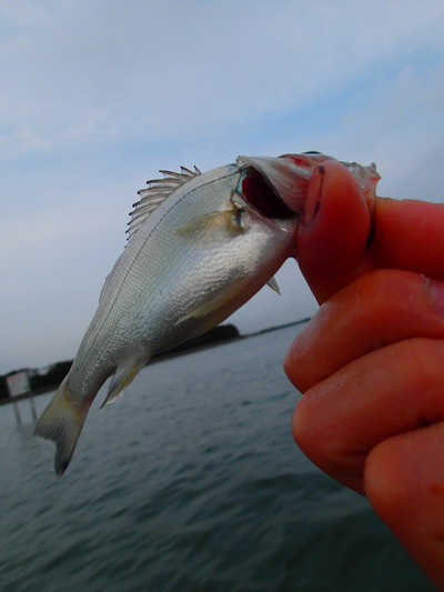 浜名湖、ボイル祭り開催中。。。。_c0197578_21323411.jpg