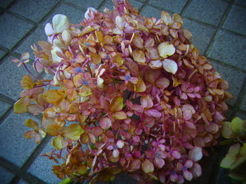 紫陽花のドライフラワー_f0014980_1363645.jpg