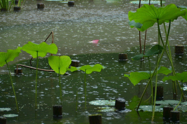 a0275782_23265316.gif