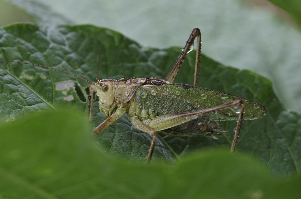 ●● 恵みの雨 ●●_d0209988_2094370.jpg