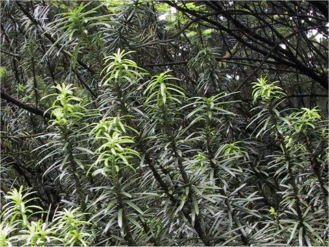 朝鮮槙の生花 華道洛陽未生流 京都 生け花