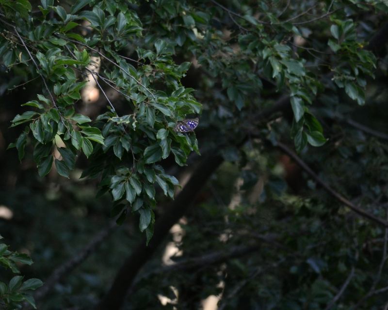 e0103903_813537.jpg