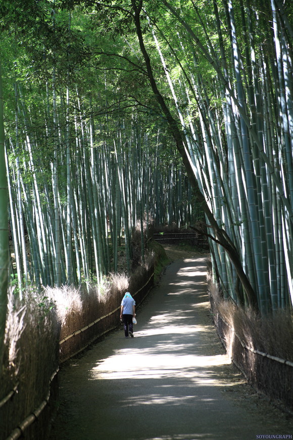 KYOTO Traveling alone. ①嵐山～伏見。_e0262305_1254687.jpg