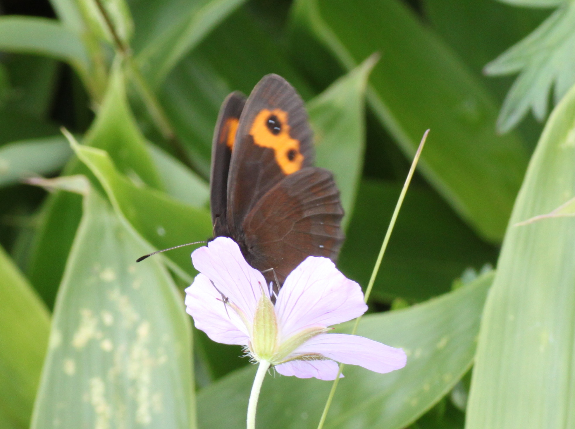 長野                 　　　　　　　　ベニヒカゲ他2012/08/12②_d0251807_8123894.jpg