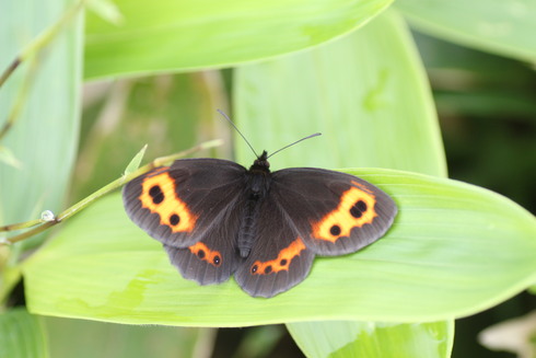 長野                 　　　　　　　　ベニヒカゲ他2012/08/12②_d0251807_8125079.jpg