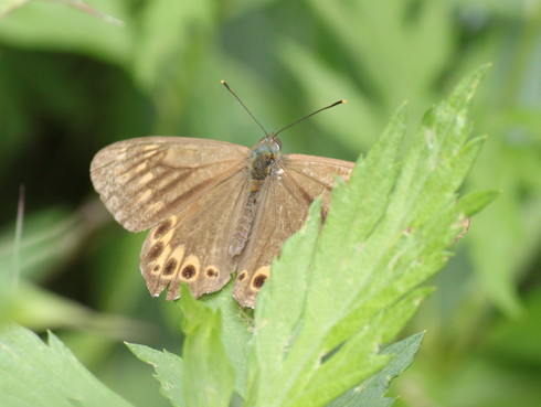 長野                 　　　　　　　　ベニヒカゲ他2012/08/12②_d0251807_815022.jpg