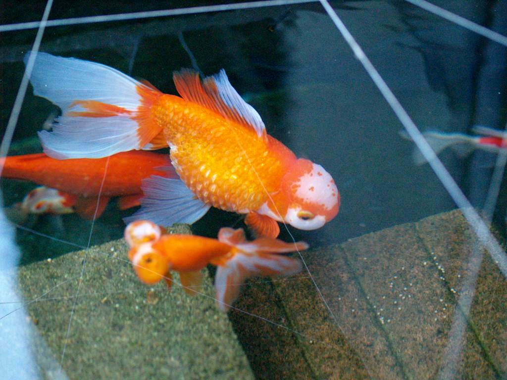ジャンボ獅子頭☆ : 四季の庭・錦鯉3