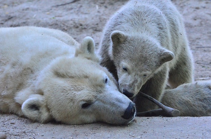 ホッキョクグマ親子達の昼寝姿 (1) ～　ララ親子とフリーダム親子_a0151913_2333638.jpg