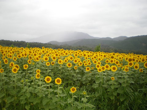 e0128024_2147875.jpg