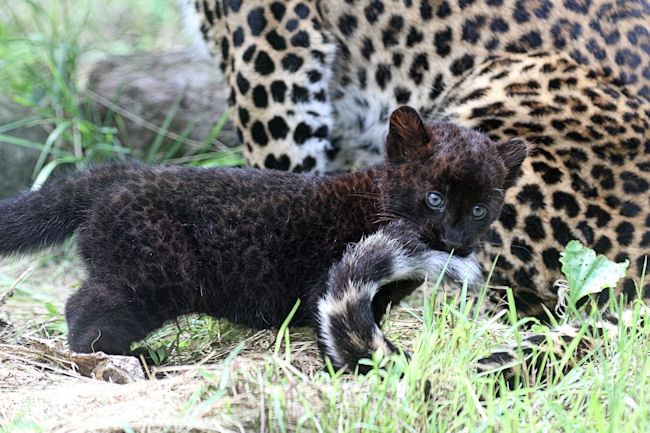 しっぽがおもちゃ 動物園放浪記