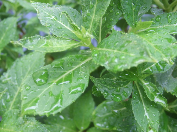 珍しく...目覚めると雨の音が!_b0137932_2324190.jpg