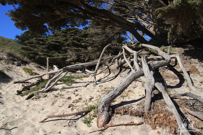 249 Pfeiffer Beach ~ガーネットの砂浜~_c0211532_2295676.jpg
