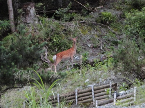 山岳パトロール_a0048040_23293863.jpg