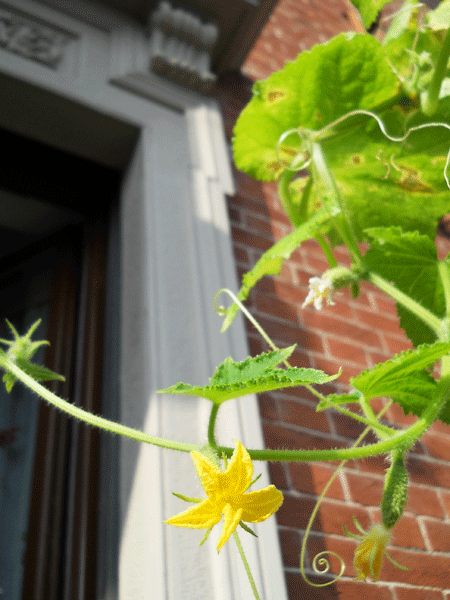 　　　イタリア園芸部夏期報告と、行ってきま～す_d0165762_22315119.gif