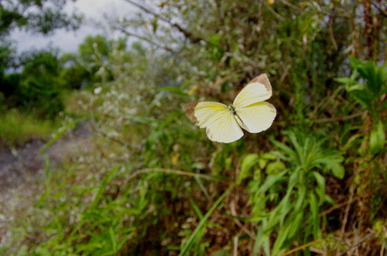 キチョウ兄弟の河川敷_e0167571_18294716.jpg