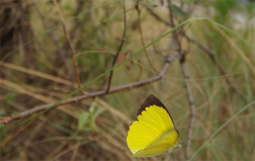 キチョウ兄弟の河川敷_e0167571_1830583.jpg