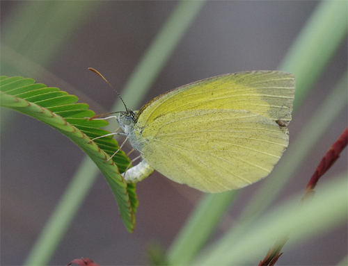 キチョウ兄弟の河川敷_e0167571_18325022.jpg