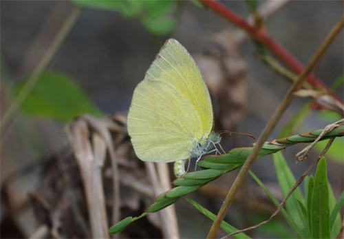 キチョウ兄弟の河川敷_e0167571_18325743.jpg