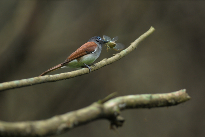サンコウチョウ_f0053272_12121364.jpg