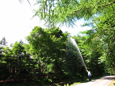 庭木の消毒_d0133485_928111.jpg