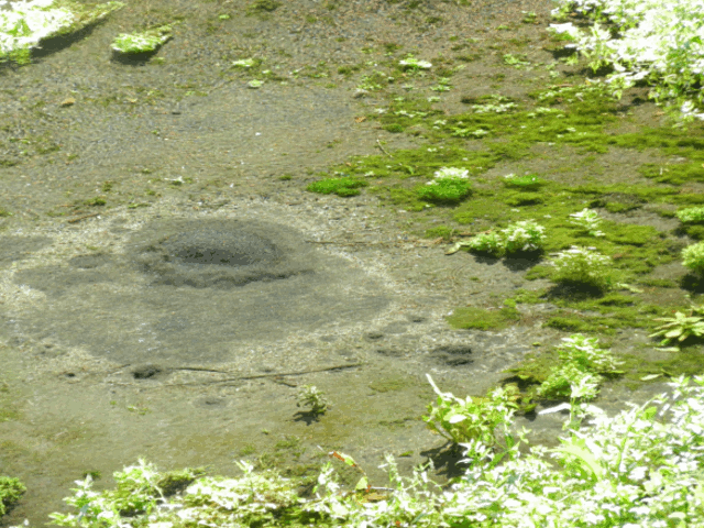 d0224990_16134171.gif