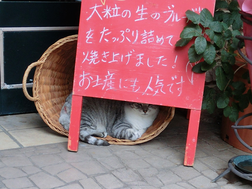 福井名物ソースカツ丼_e0131399_236326.jpg