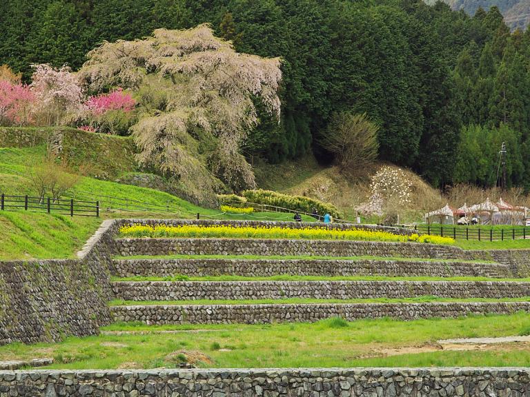 大宇陀の春 2012 その3：又兵衛桜の近くで_d0087407_2231112.jpg