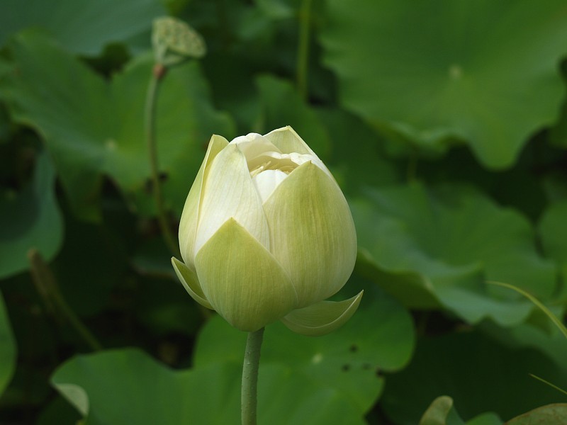 d0010008_1243931.jpg