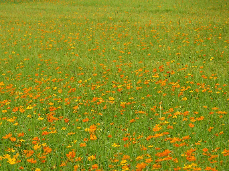 d0010008_1245470.jpg