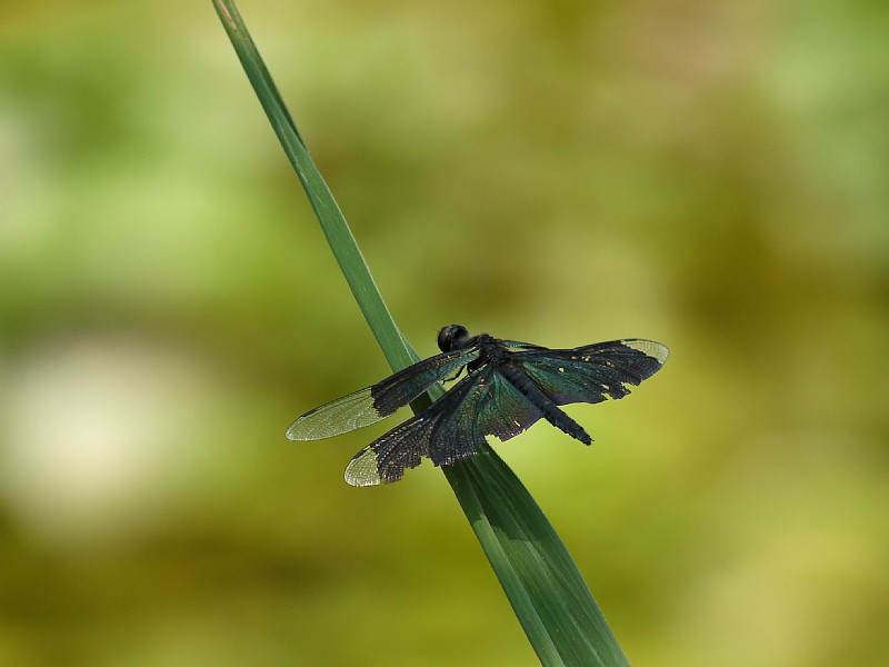 d0010008_8573655.jpg