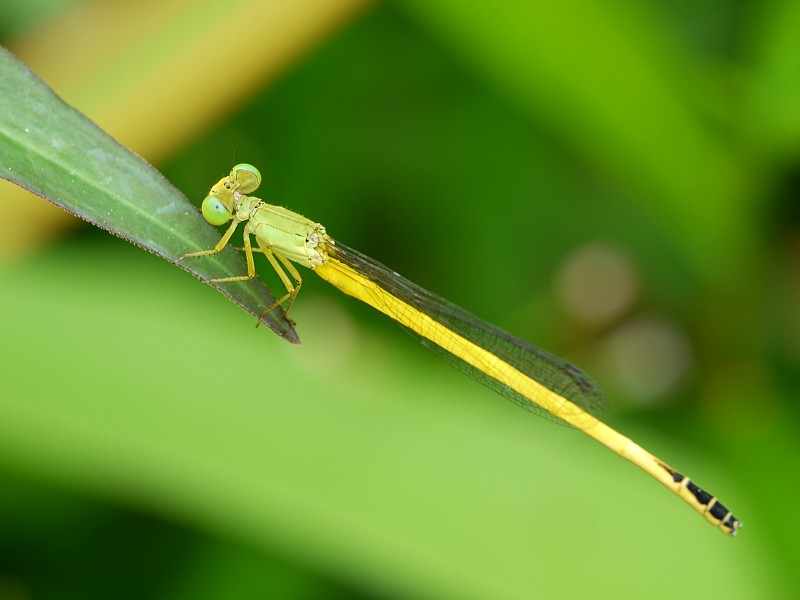 d0010008_8575693.jpg
