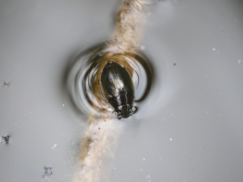 d0010008_858988.jpg