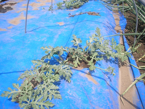 d0115409_44457.jpg
