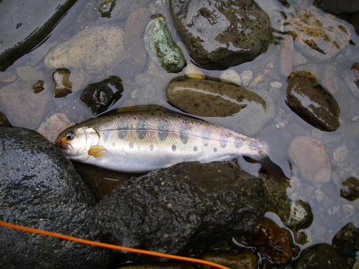 つれない釣り旅（３日目）_e0260013_21535312.jpg