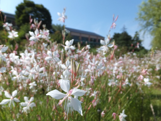 ☆夏の花の庭☆_e0135518_14181277.jpg